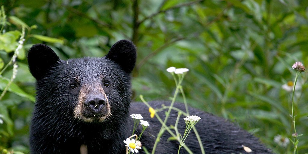 Province proposes spring bear hunting season, wants public feedback - Vimarsana News