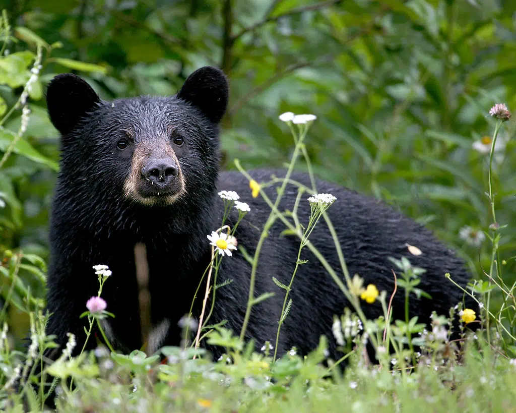 No bear hunt in N.S. this spring