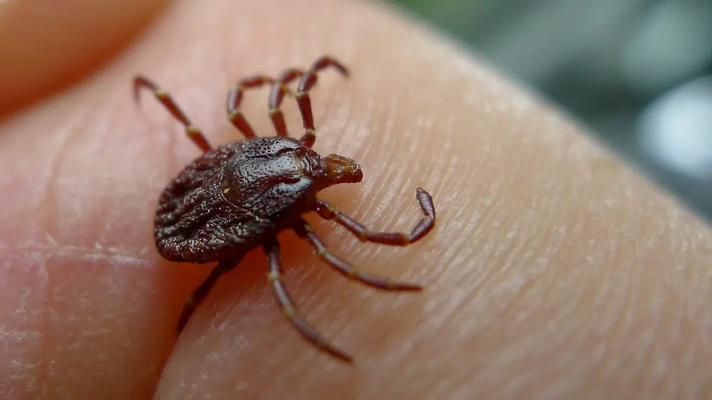 Protect yourself from ticks while enjoying nature