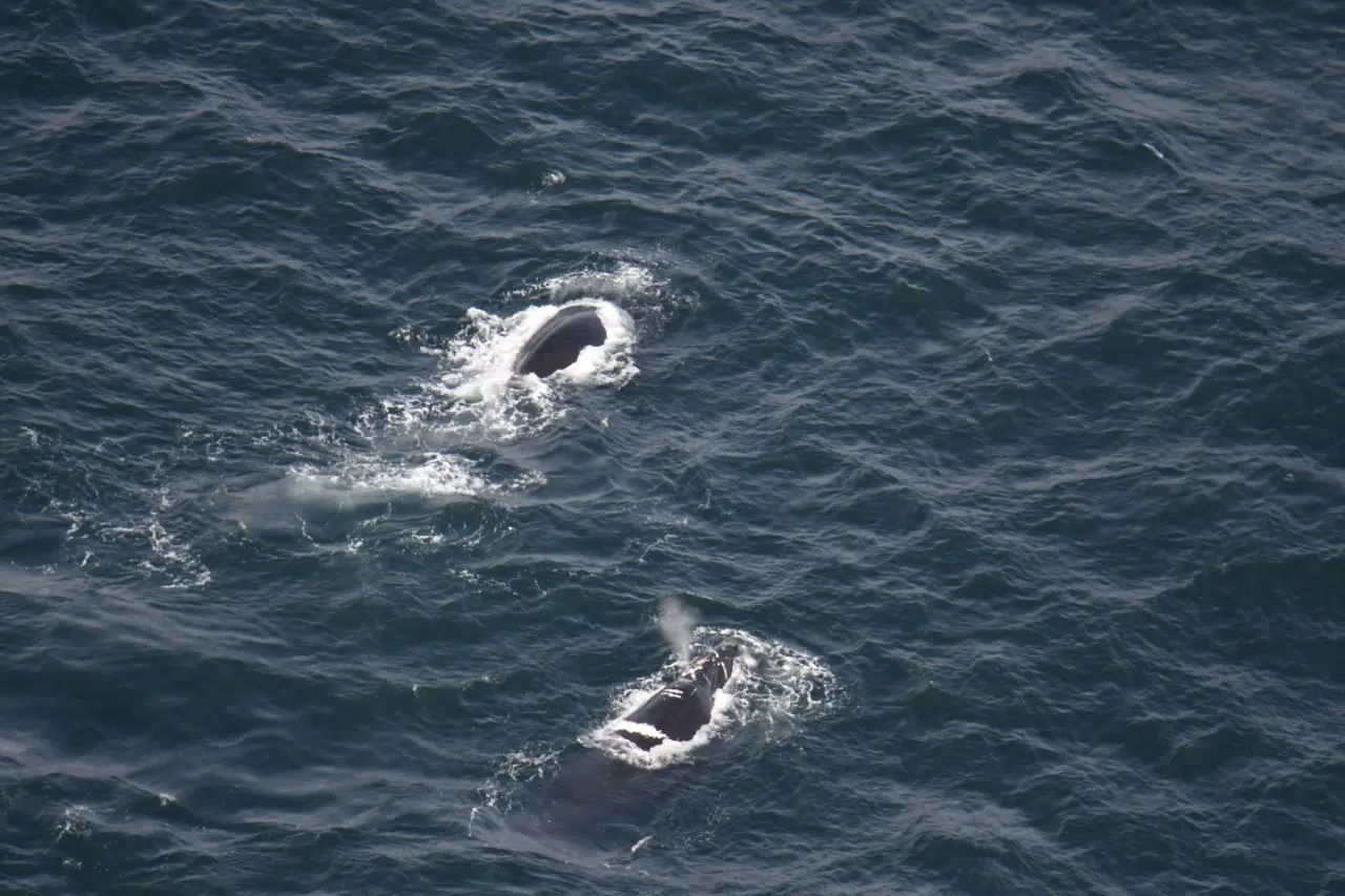 Concerns mount over low birthrate of North Atlantic whales