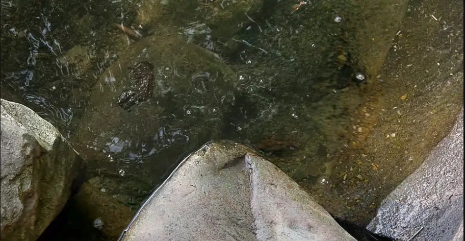 Blue-green algae found several Nova Scotia lakes