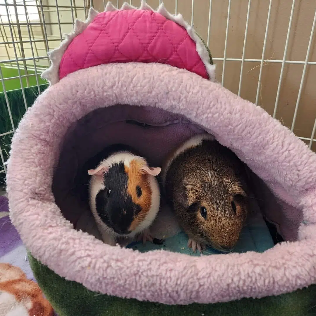 Shelter for guinea store pigs