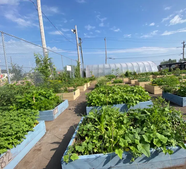 Gardening in the City at the Peter McKee Community Centre