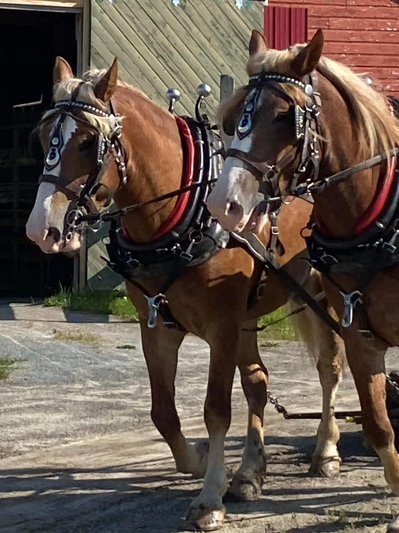 Shelburne County Exhibition in swing