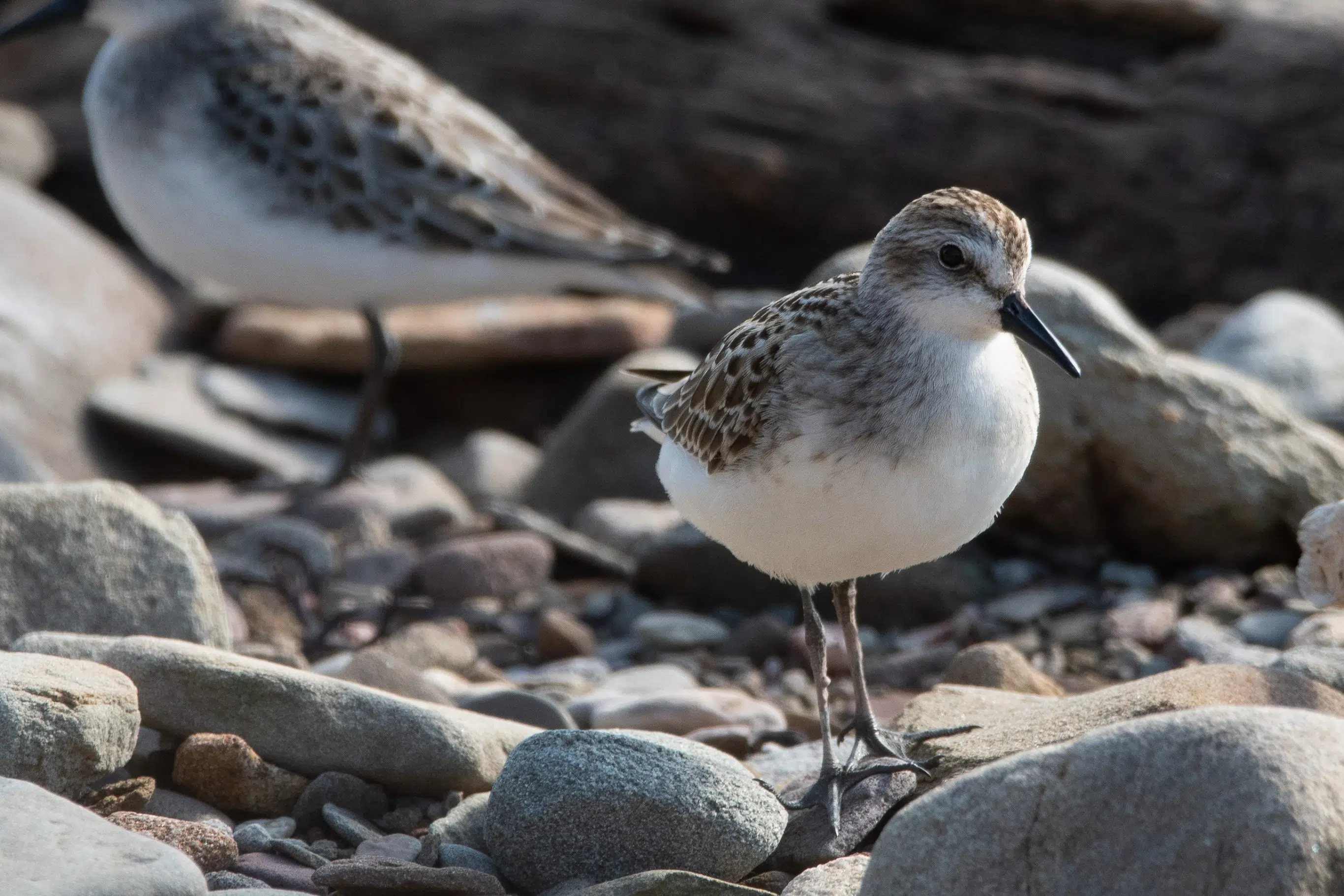 Semipalmated sandpipers return to Bay of Fundy