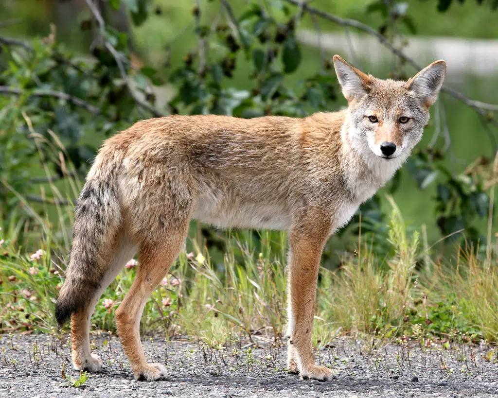 Parks Canada monitoring Cape Breton Highlands after killing coyote