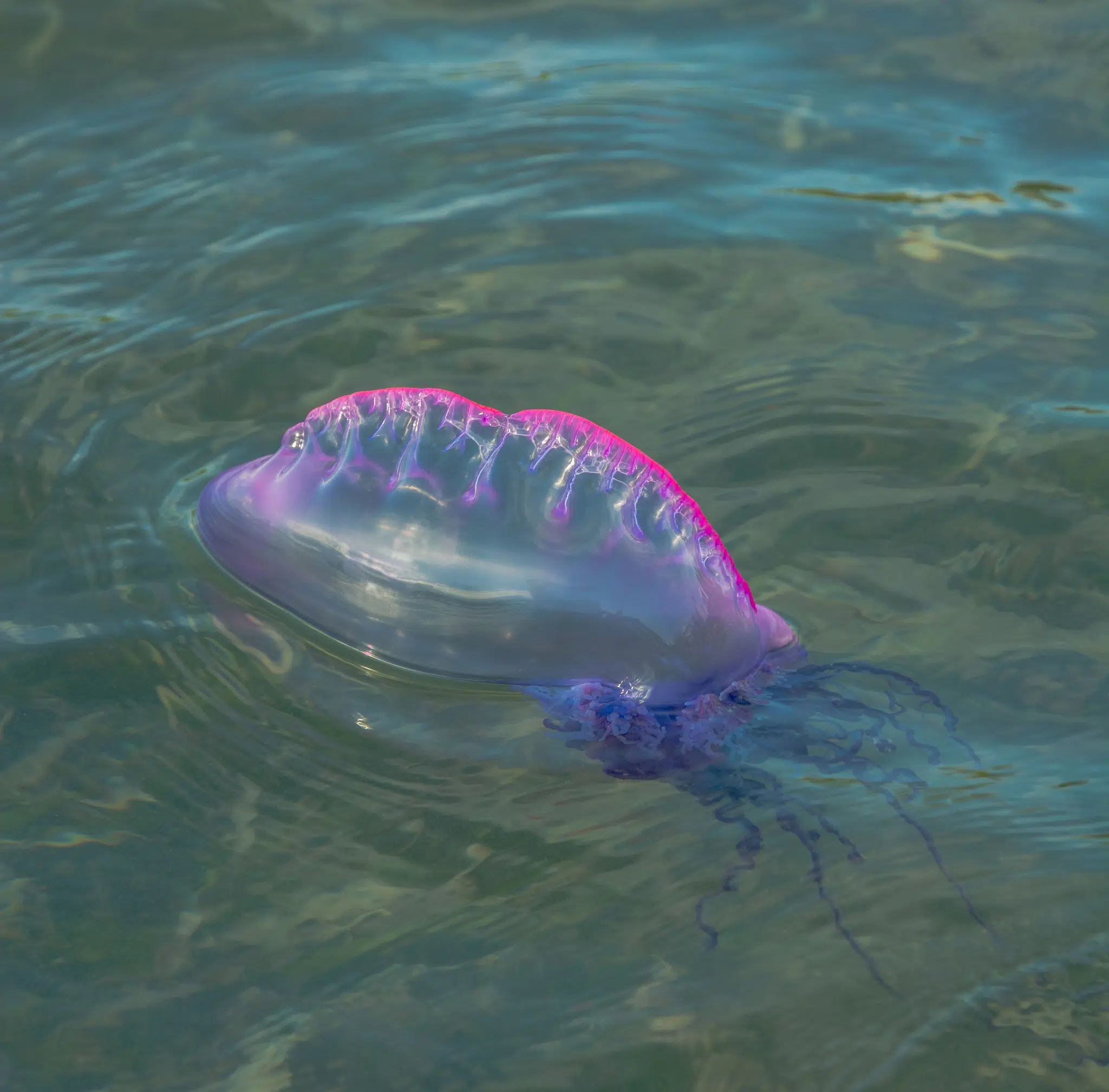 Province warns of Portuguese man o' war sightings