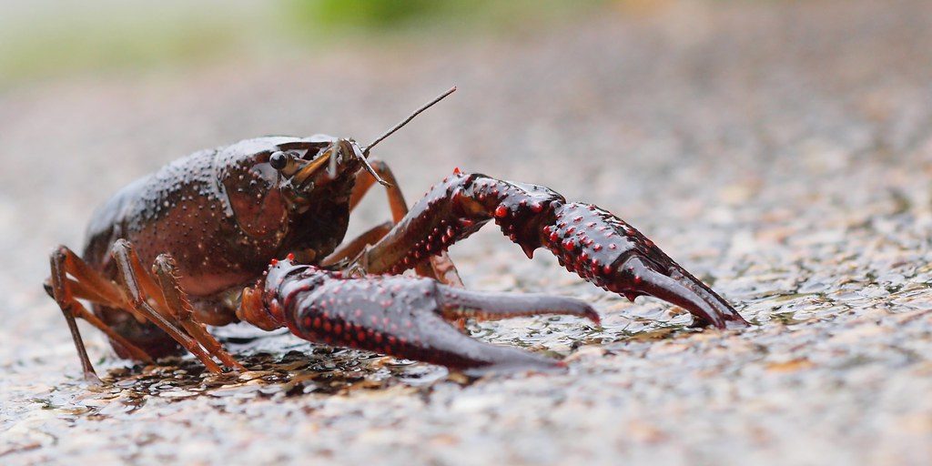 Invasive Crayfish discovered in Nova Scotia's Lower Sackville - Vimarsana News