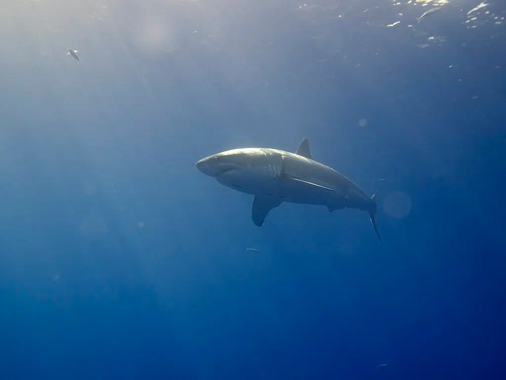 Dog killed in shark attack near Port Medway