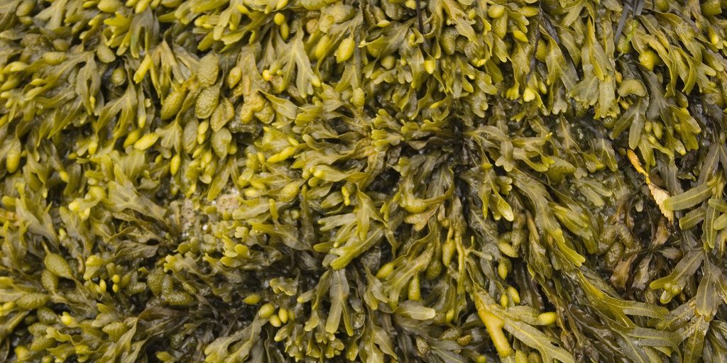 Kingsburg Coastal Conservancy urges public objection to proposed rockweed harvesting lease - Vimarsana News