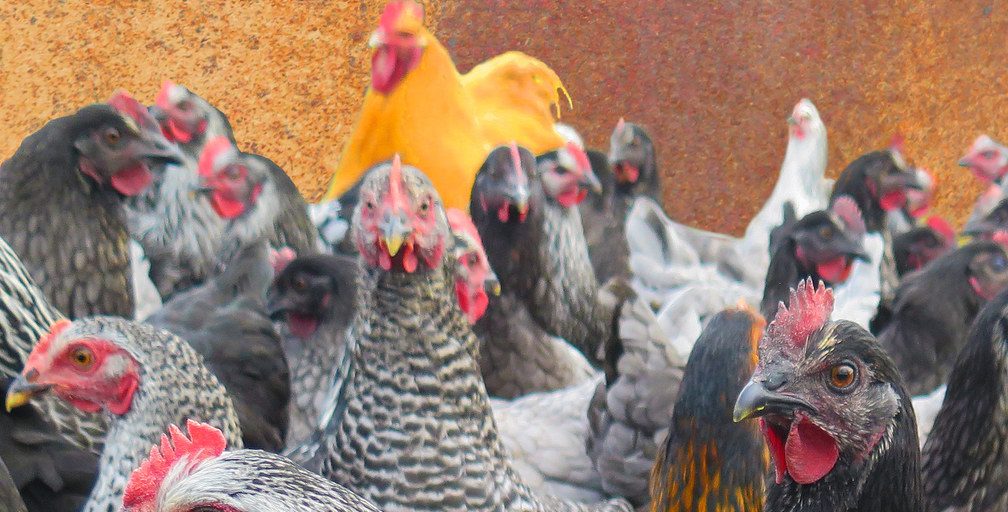 Thousands of chickens dead after break and enter at poultry facility - Vimarsana News