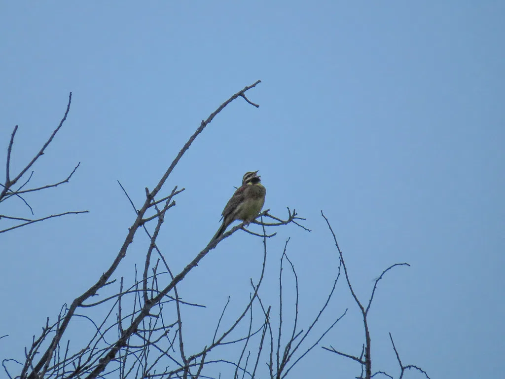 Birders wanted for annual Christmas count