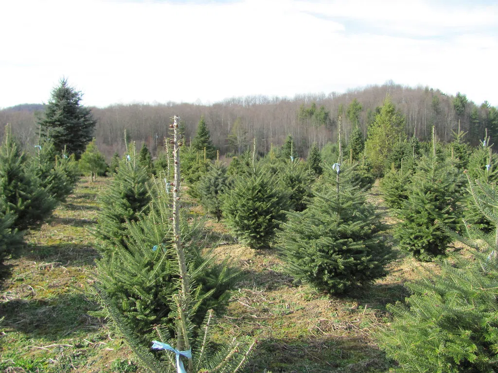 Green Christmas in New Brunswick?