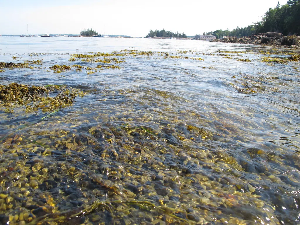 Date error derails rockweed harvesting plans in Lunenburg County