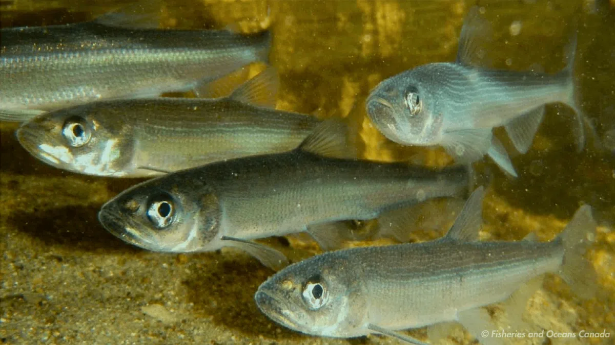 N.B. lake receives unique recognition Country 94