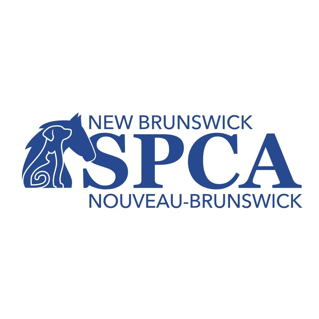 Charges laid after deaths of two horses in N.B.