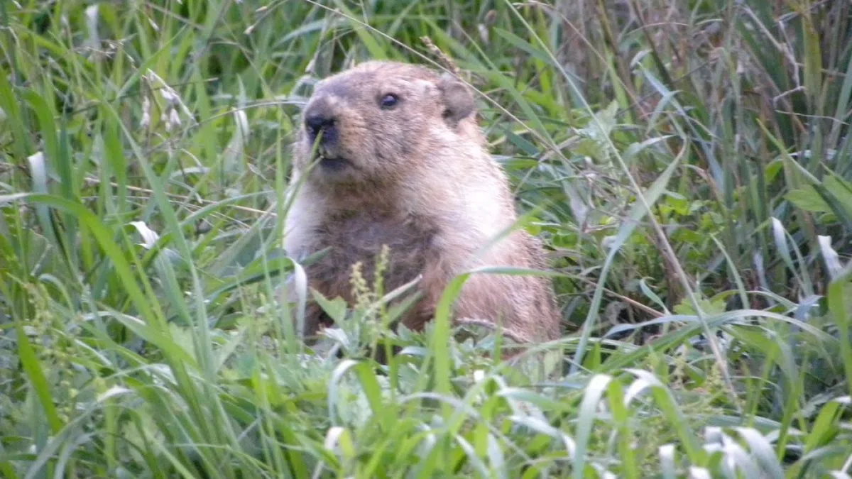 UPDATE: It’s Groundhog Day! | Country 94