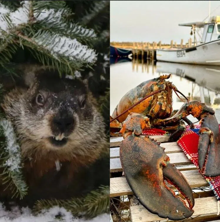 Groundhog Day dissention between N.S. animal forecasters