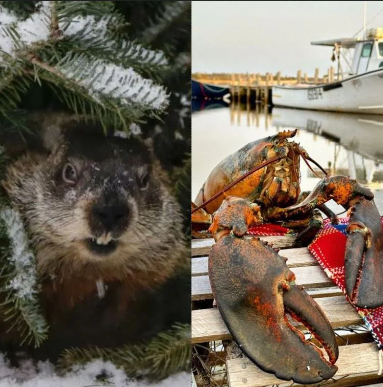 Groundhog Day dissention between N.S. animal forecasters | 101.5 The Hawk