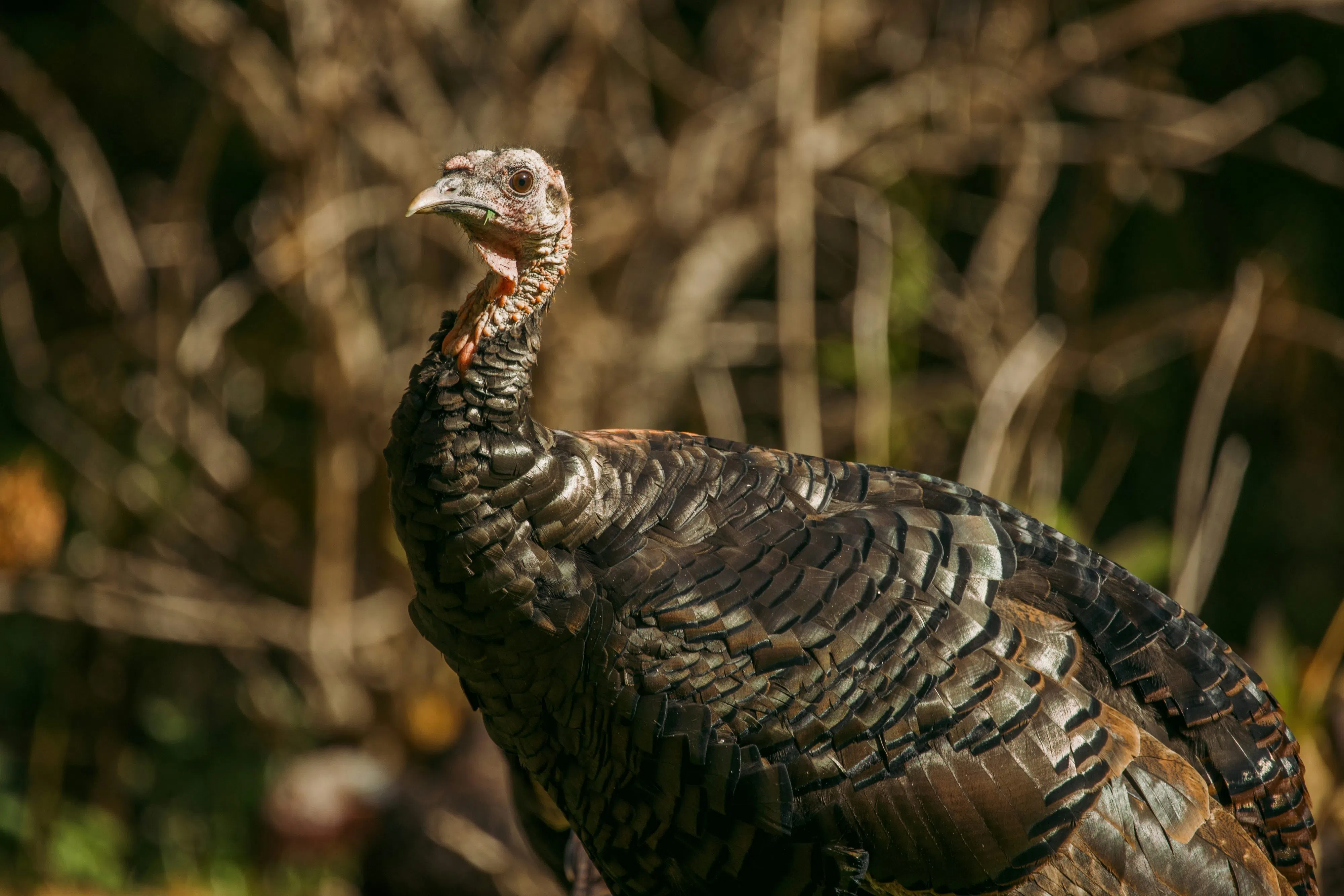 N.B. government makes changes to wild turkey season