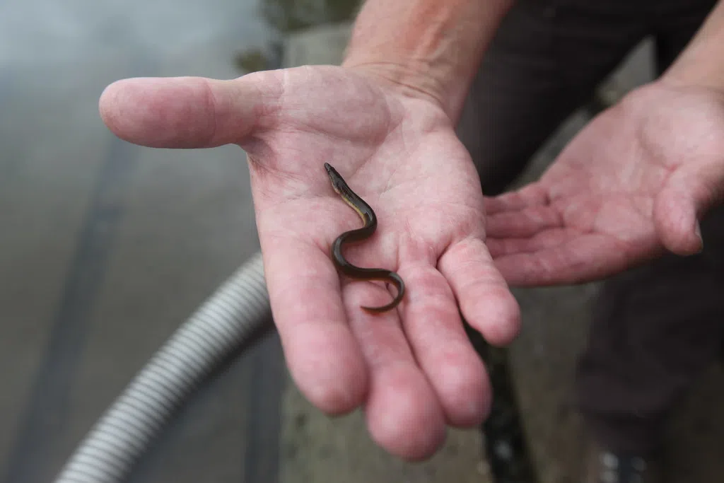 DFO announces elver fishery will remain closed in 2024