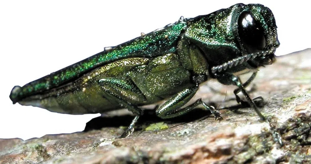 Beetle infestation prompts cull of ash trees in Thunder Bay