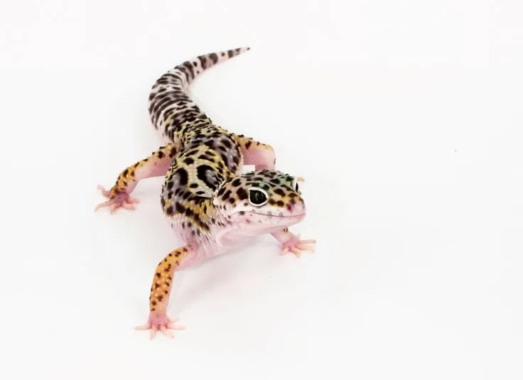 Salmonella outbreak linked to geckos