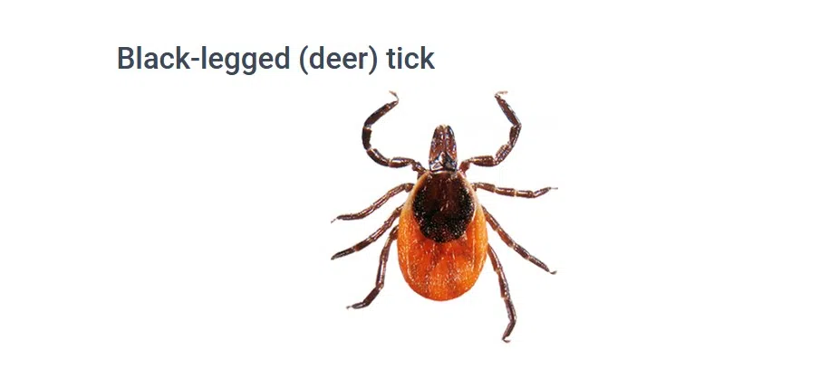 'Bumper crop of ticks' - Dr. Ken Deacon