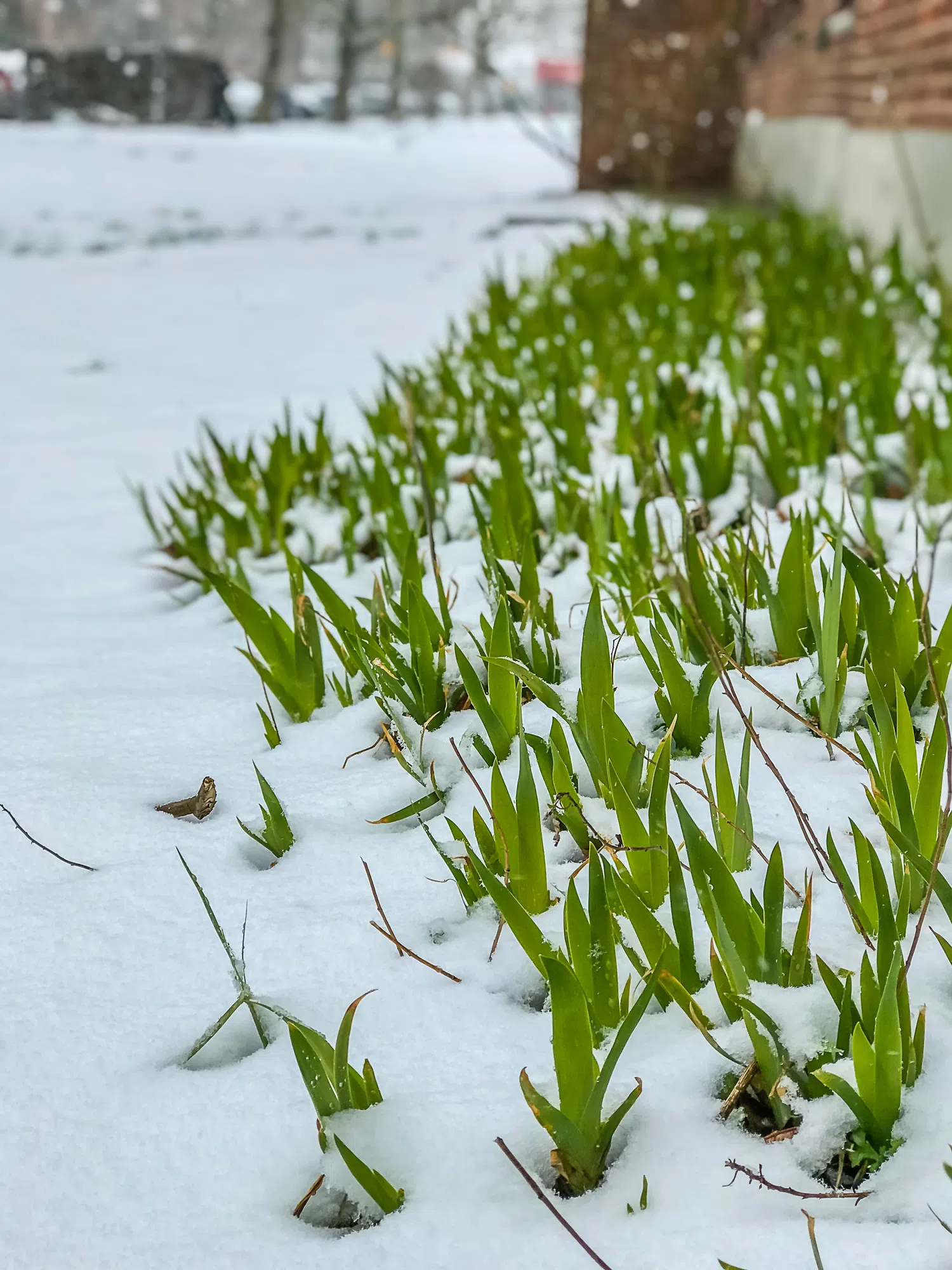 Nova Scotia braces for early spring snowstorm