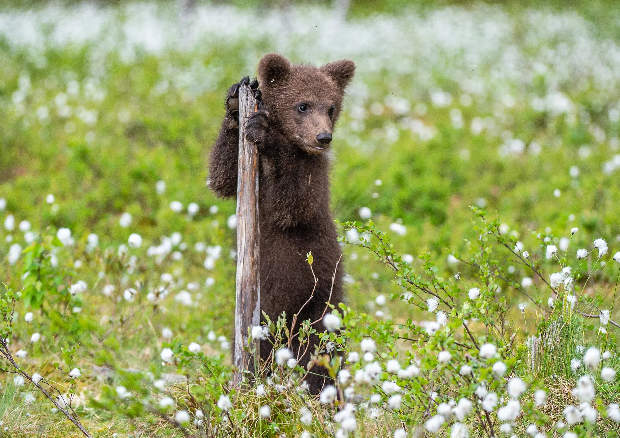 Bear cub spotted on Dobson Trail