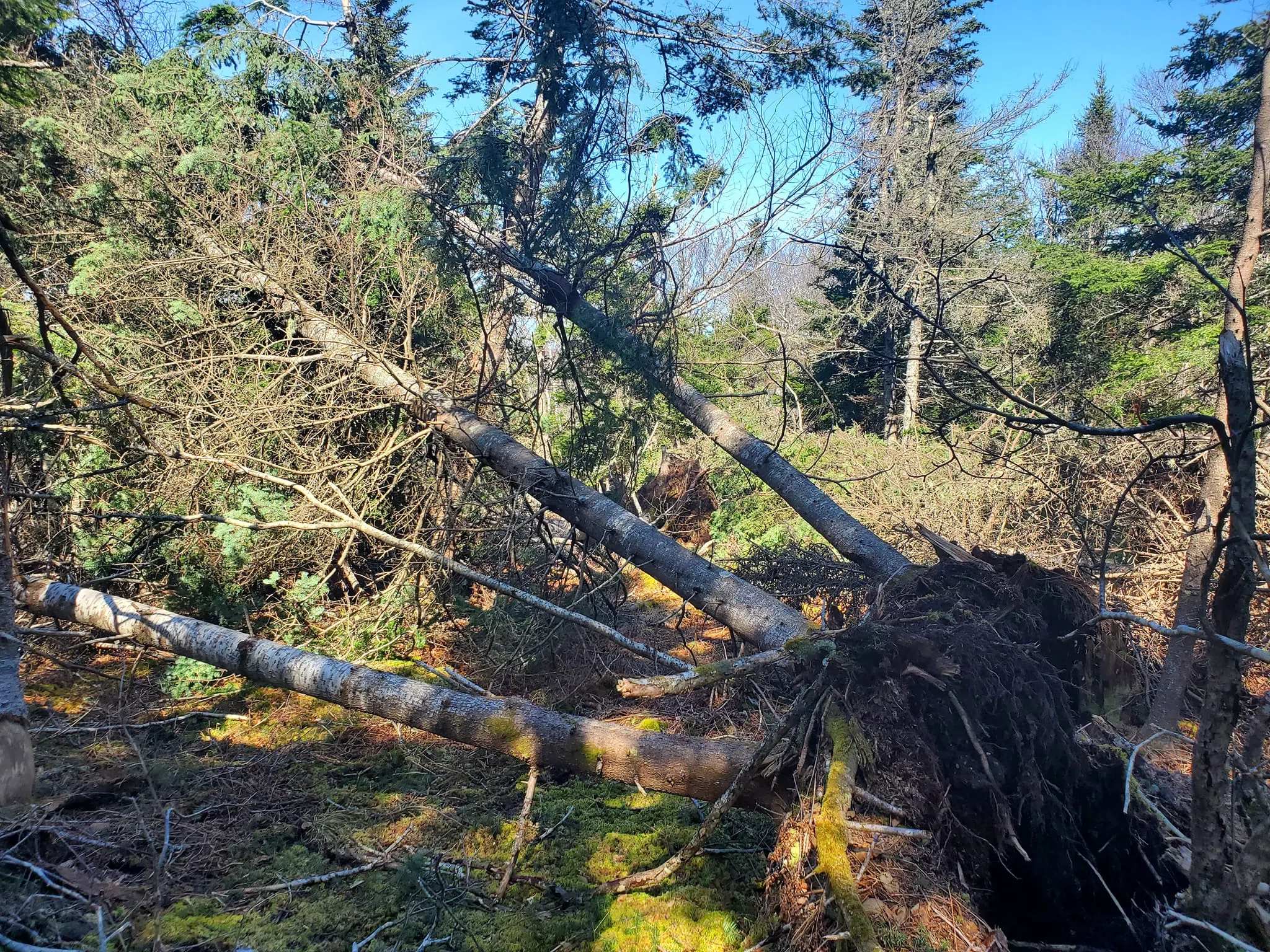 Storms leave major damage at Irving Nature Park
