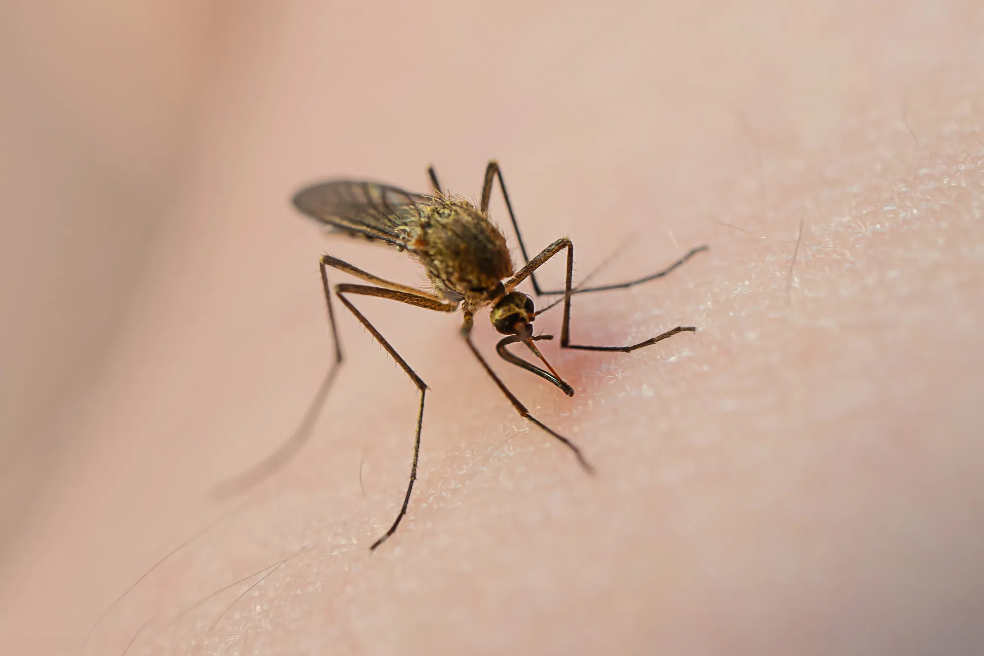 Ways to prepare yourself for mosquito season