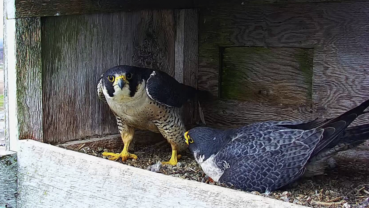 Webcam offers up close view of peregrine falcons - Vimarsana News