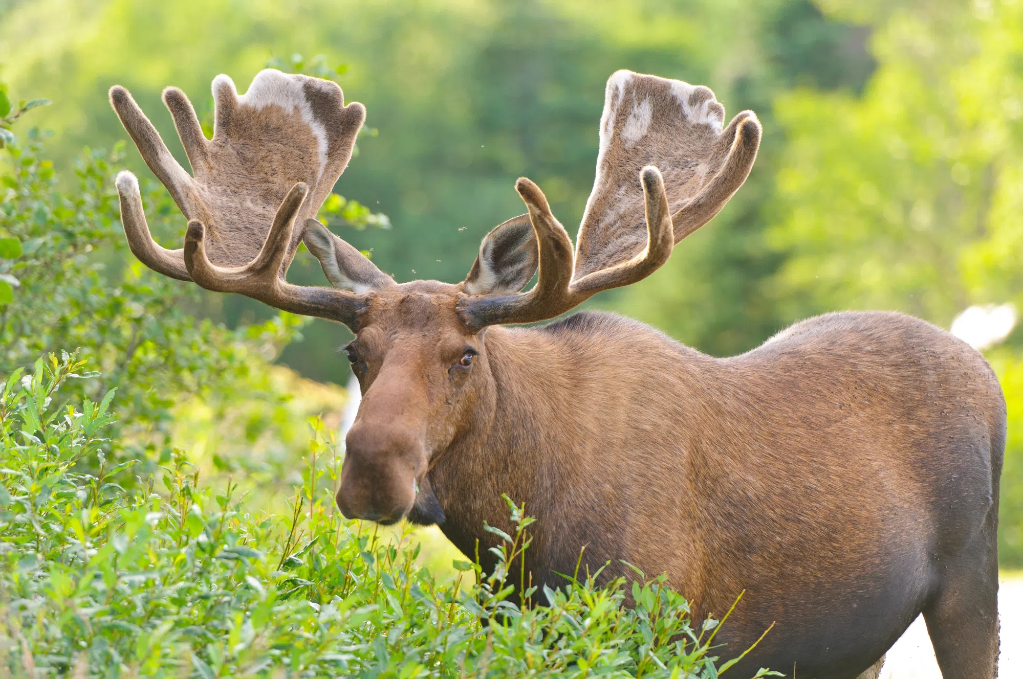 Increase in moose harvested during this year's hunt