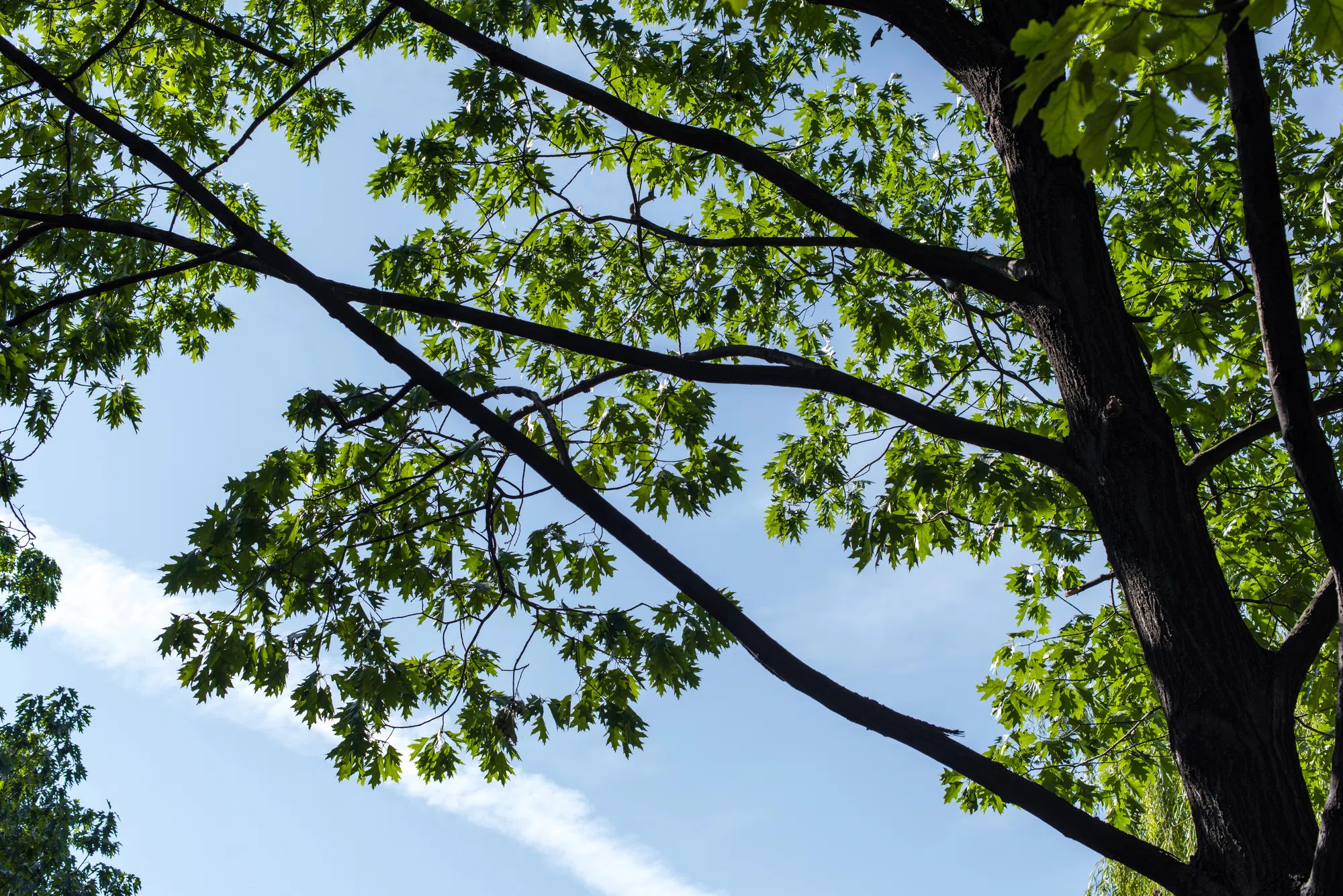 Tree removal from Moncton park