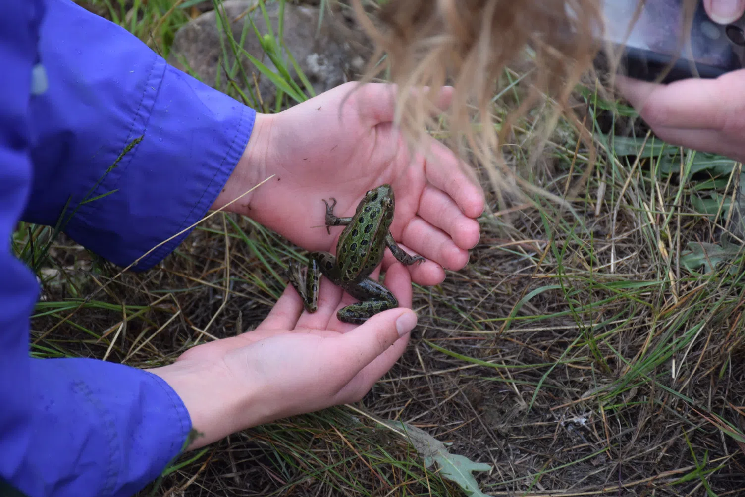 Backyard BioBlitz is back after 4 years of big success