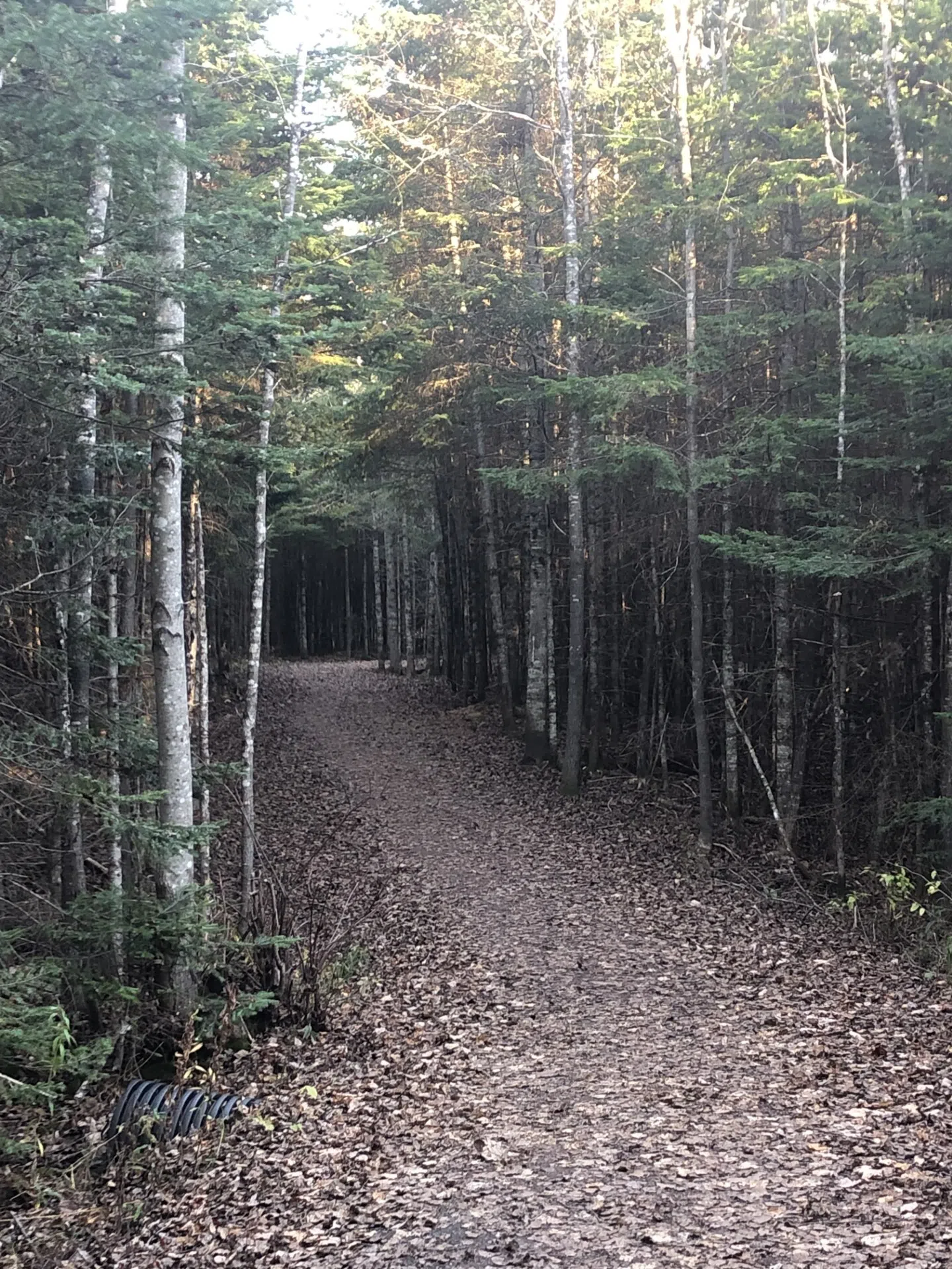 Trail upgrades at Mapleton Park