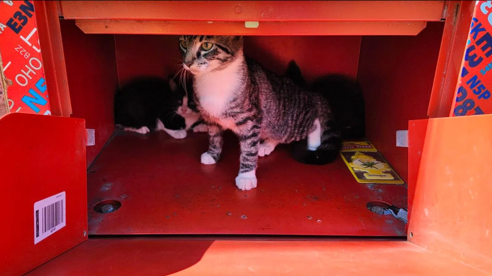 Three kittens found in mail box, SPCA investigating
