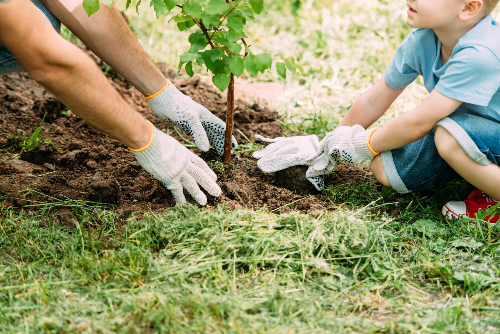 Saint John gets $10K grant for tree planting