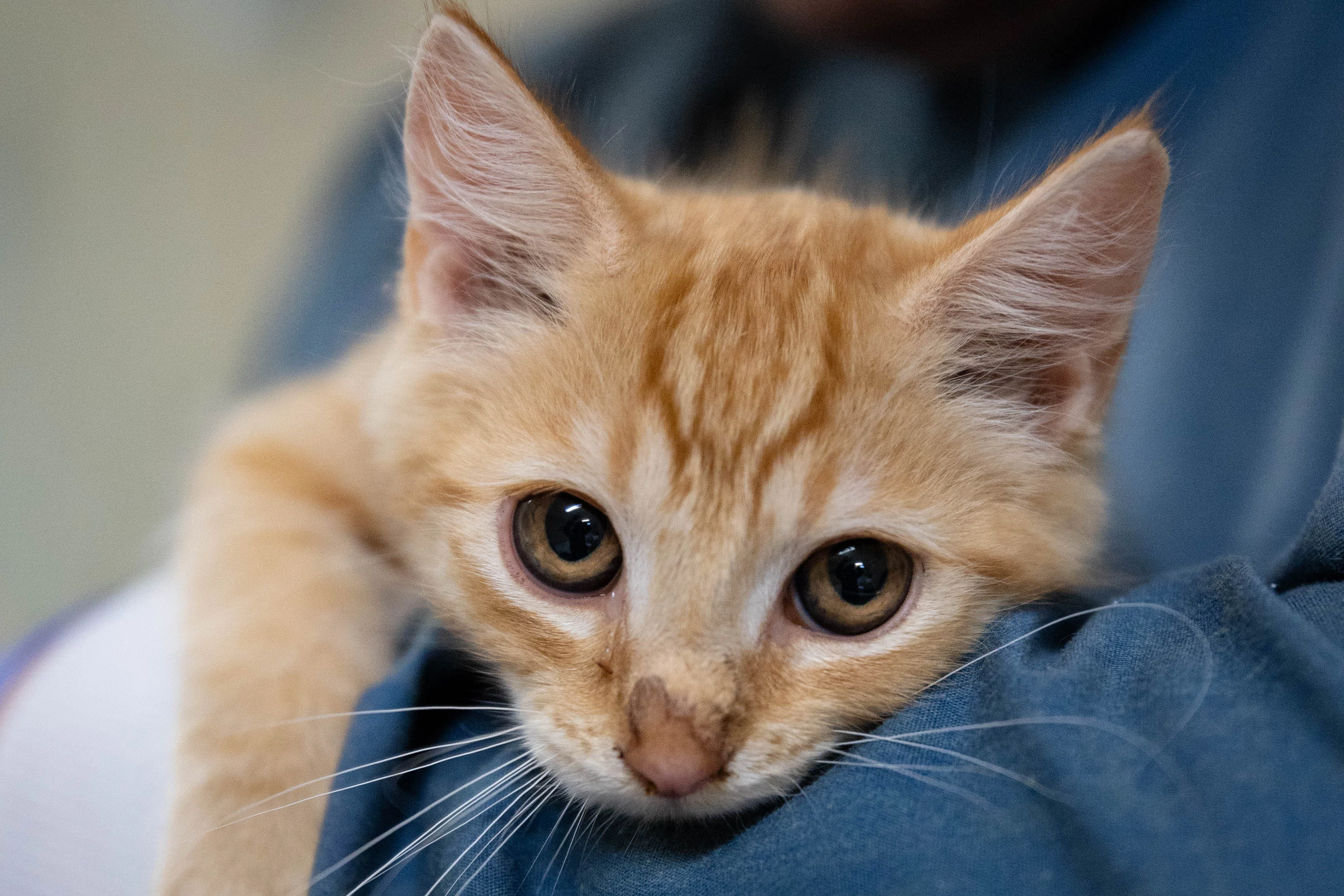 2 dozen rescued kittens want 'nothing but love': animal shelter