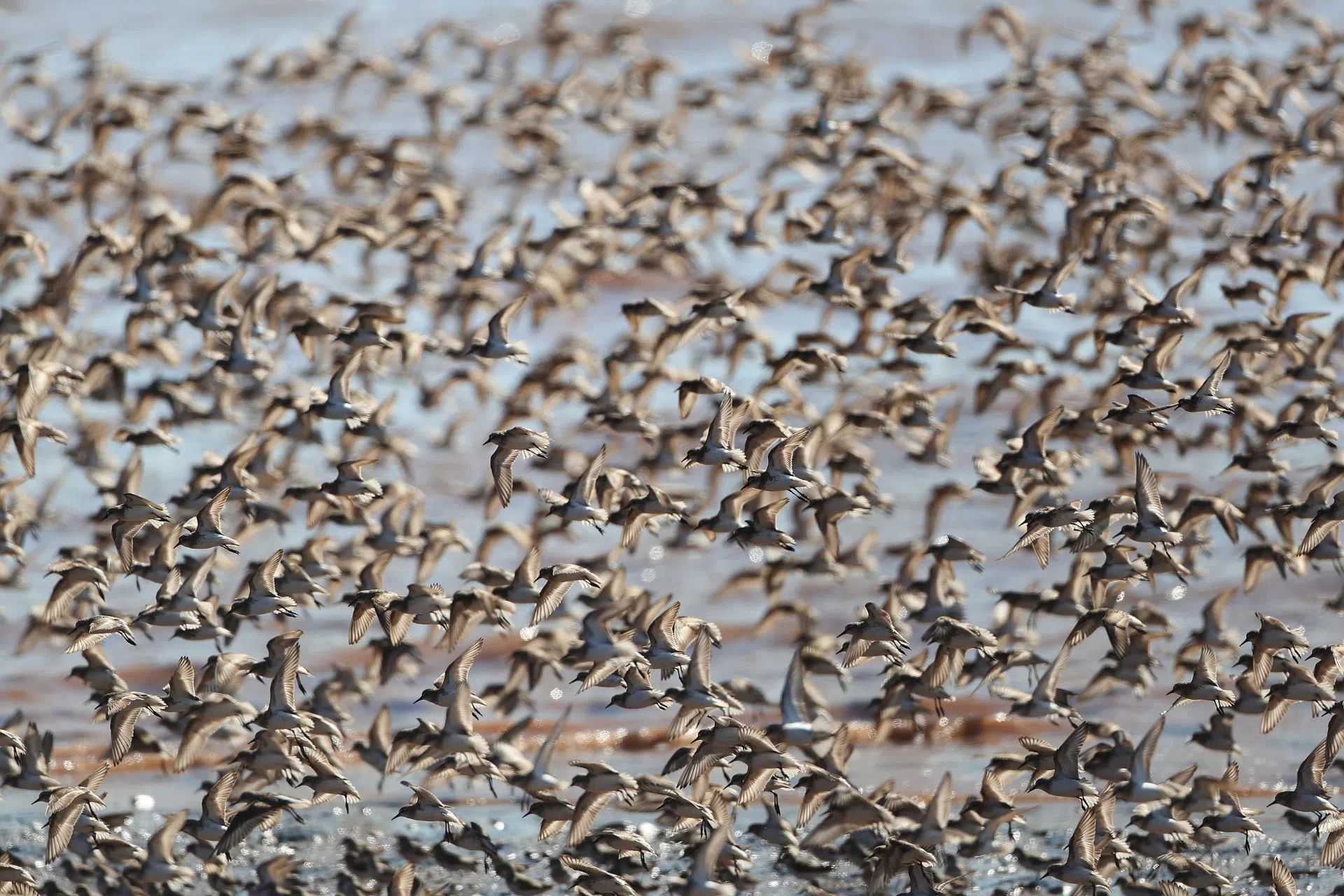 Thousands of sandpipers now resting on Johnson's Mills mudflats