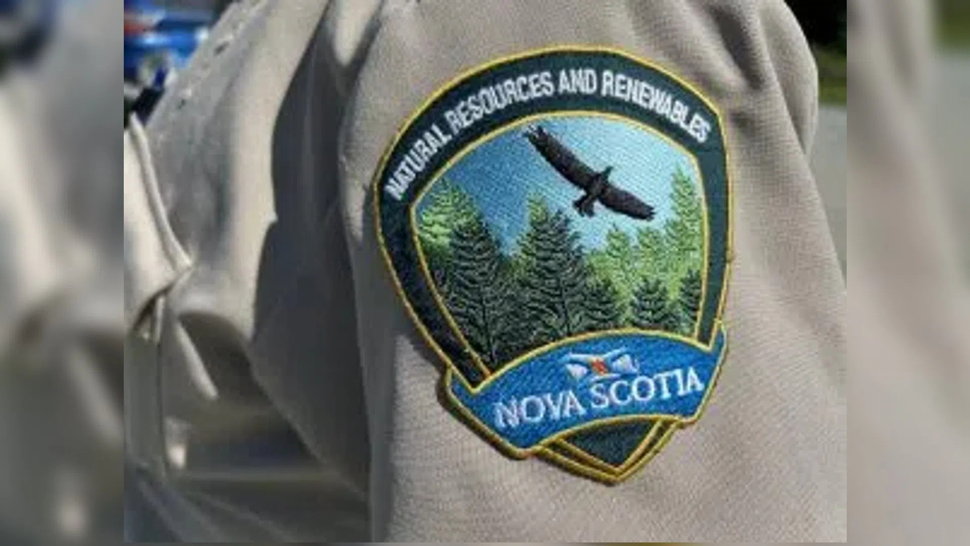 Incident on popular Halifax-area trail not bear attack: DNRR