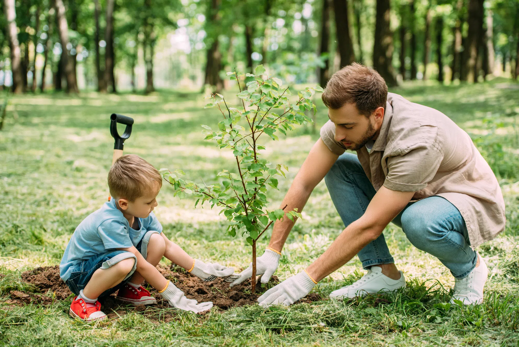 Volunteers across Canada will plant a tree today