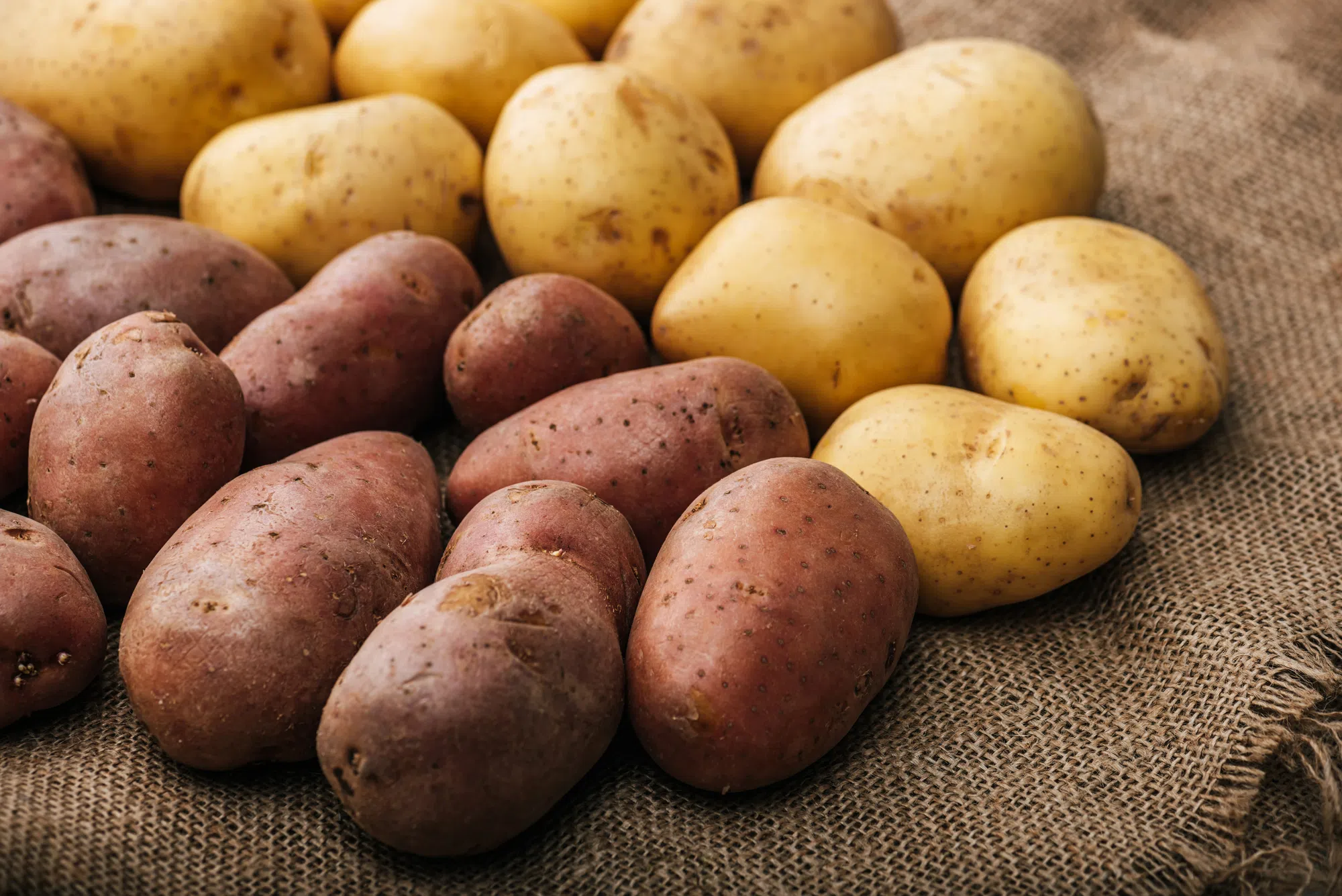 Financial help for N.B. potato producers