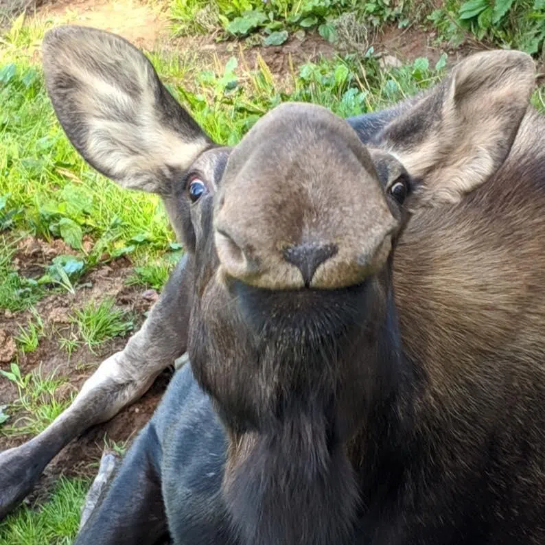 Shubenacadie Wildlife Park's beloved moose passes away