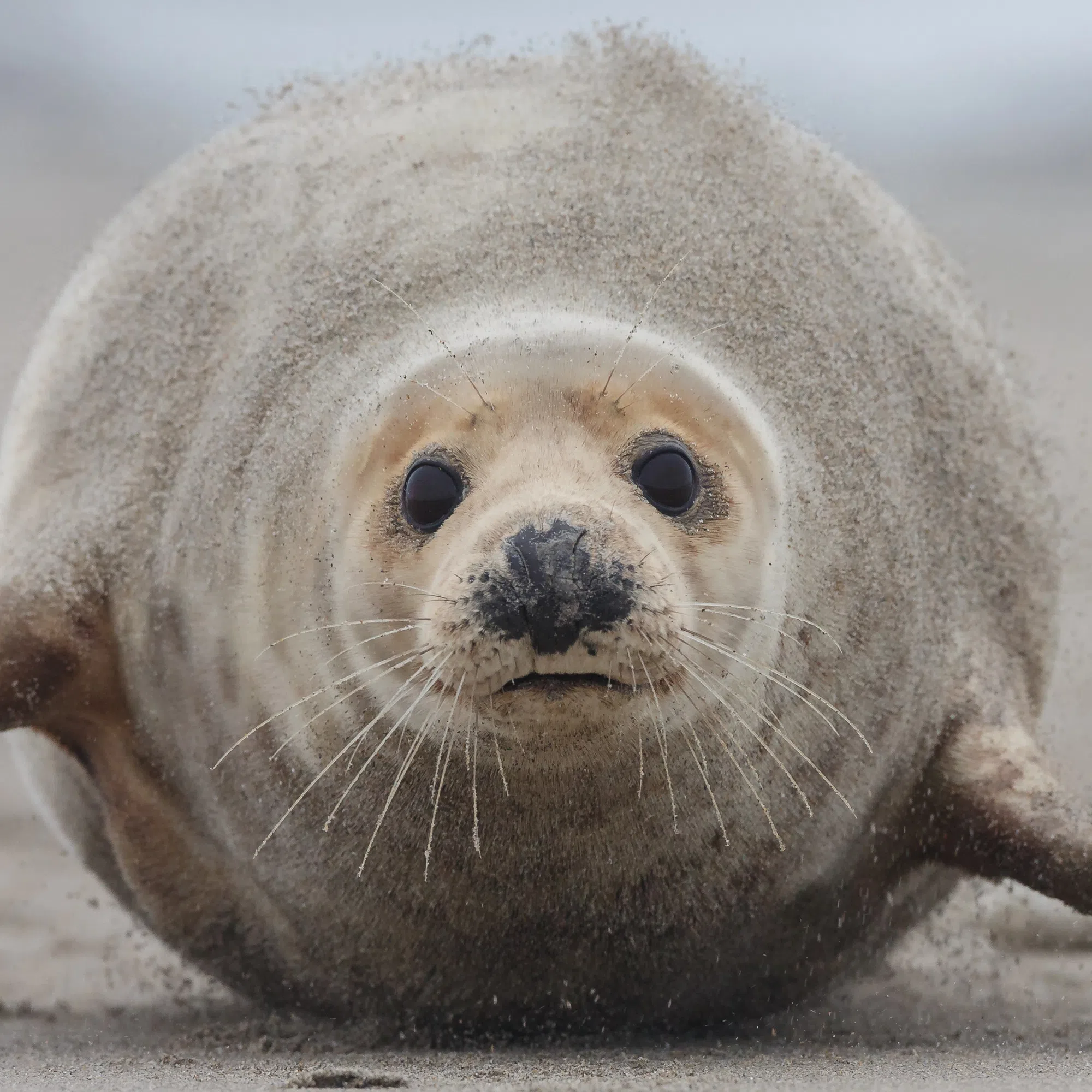 Personal seal harvest expanded in PEI and N.B.