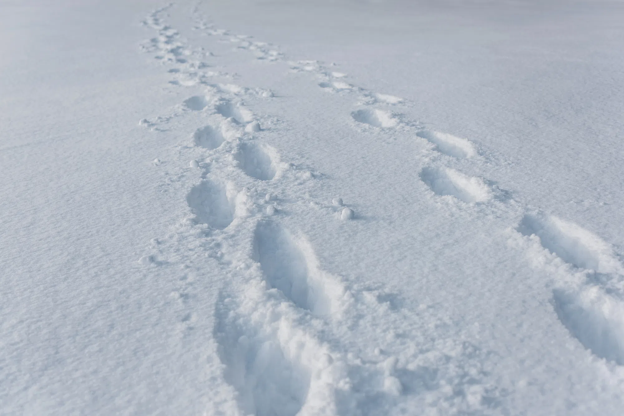 UPDATE: Early-season snowfall expected in parts of N.B.