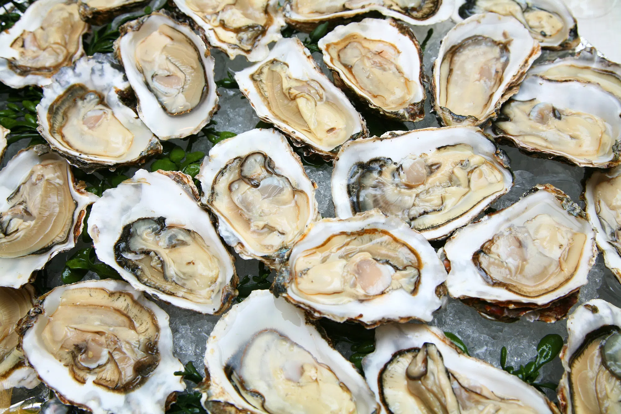 Surveillance program detects possible MSX in oysters