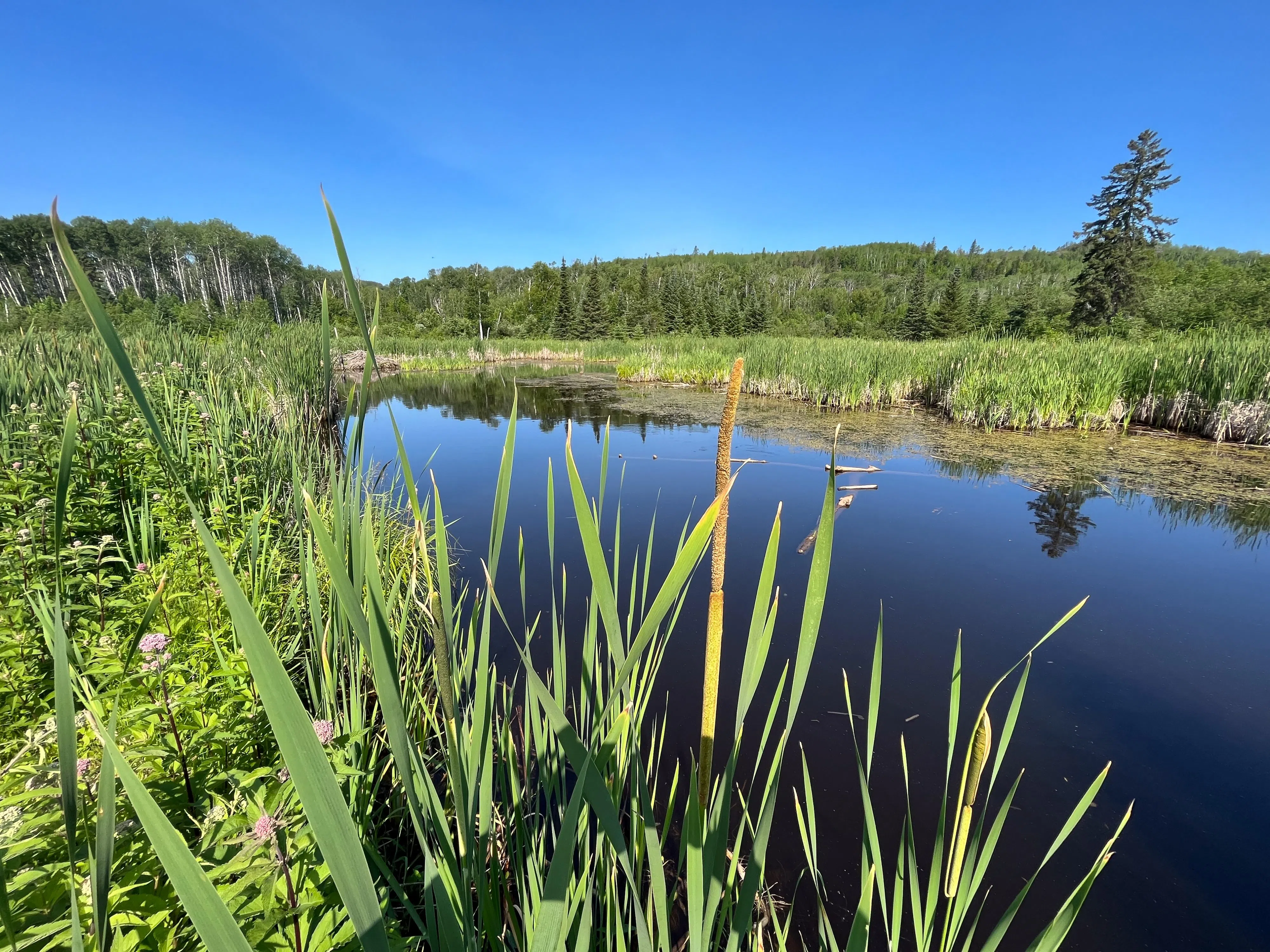 Almost 1,000 hectares of forests, wetlands and mesas now protected in Thunder Bay District