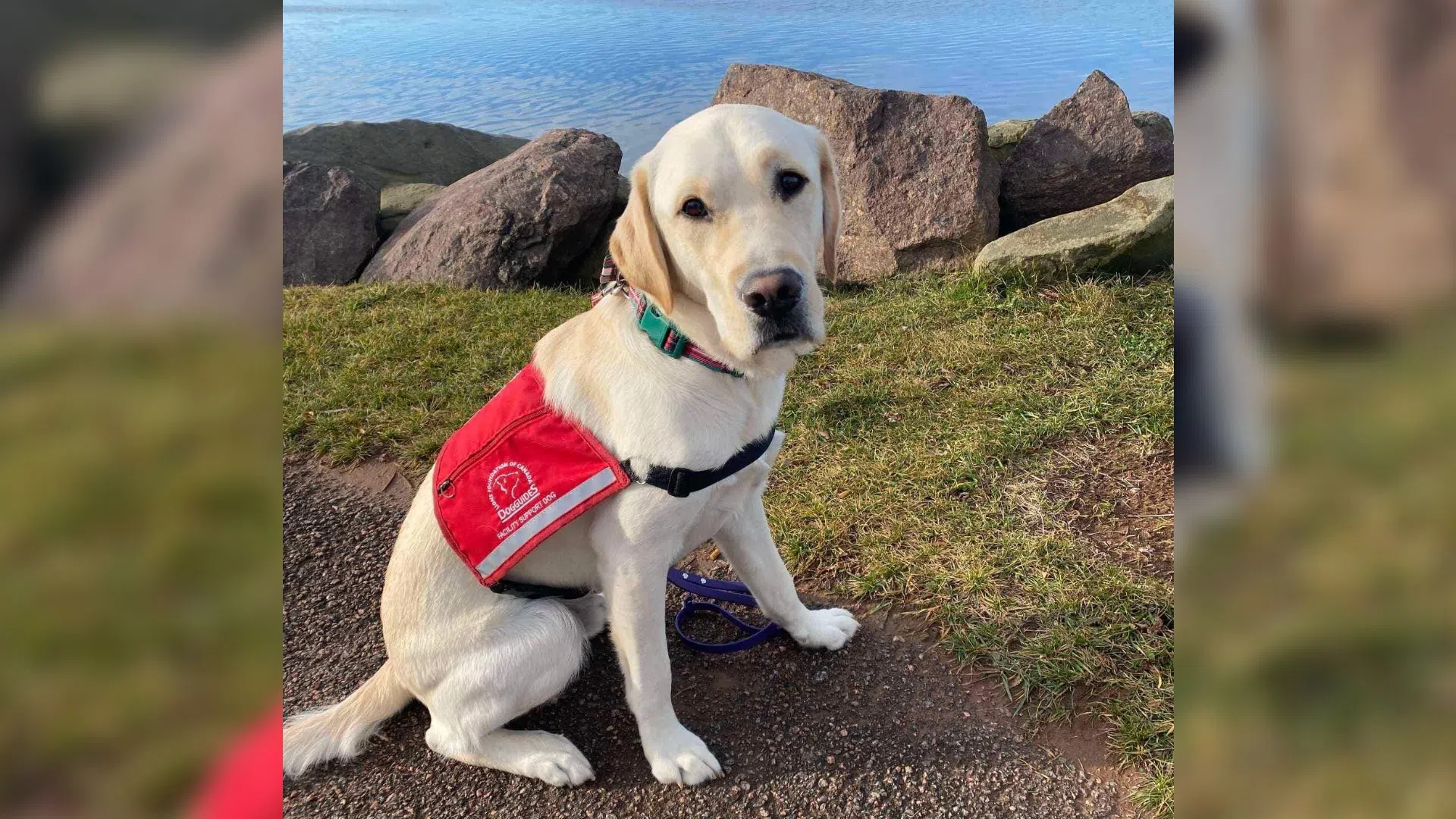 New justice facility dog for Courage Centre